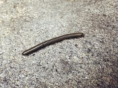 -碓臼峪自然风景区