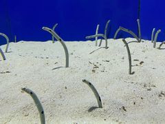 -上海海洋水族馆