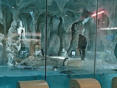 -帝企鹅自助餐厅•儿童岛•真企鹅(长隆企鹅酒店)