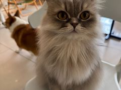 -平行世界·猫咖(首经贸店)