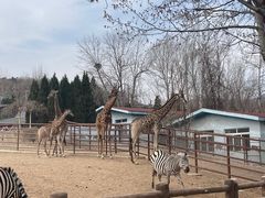 -大连森林动物园