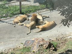 -大连森林动物园