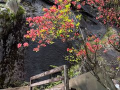 -大围山国家森林公园
