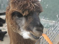 -栾川竹海野生动物园