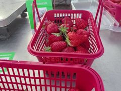 -大自然农场蔬菜草莓采摘园