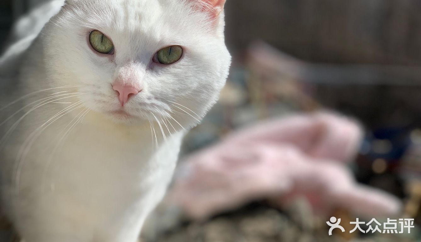 自制猫猫顶级餐食！铲屎官福音！