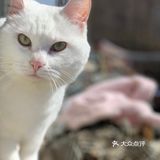 自制猫猫顶级餐食！铲屎官福音！