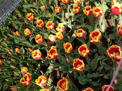 -瑶湖郊野森林公园