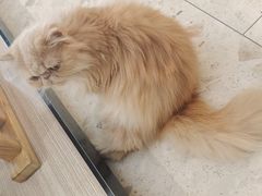-飞行喵MR PILOT|猫舍·猫咖(静安大融城店)
