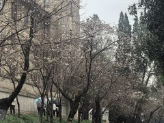-武汉大学-樱园