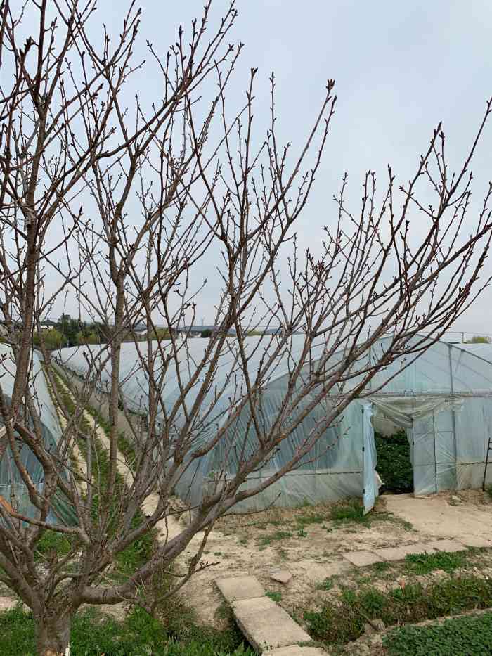 傅家边现代农业生态园-"单位组织的一日游,早春时节,乍暖还寒,所.