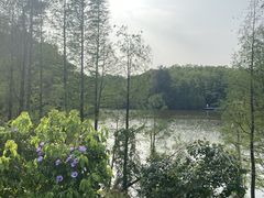 -三水森林公园