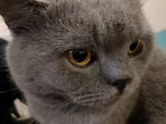 -猫小院猫主题咖啡厅(北锣店)