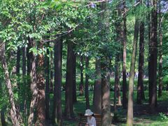 -上海共青森林公园