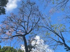 -深圳国际园林花卉博览园