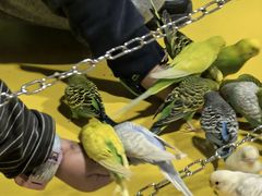 -上海大自然野生昆虫馆(东方明珠·爬宠昆虫探索中心)