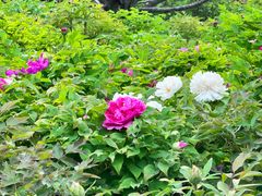 -莲花池公园