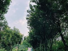 -大渡口区义渡公园