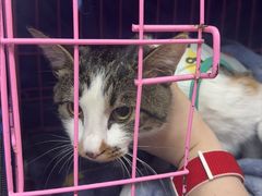 -小伙伴宠物医院•急重症转诊中心·老年专科·犬猫全科(北大街总院)