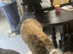 -琪喵猫屋·撸猫猫咖·猫舍
