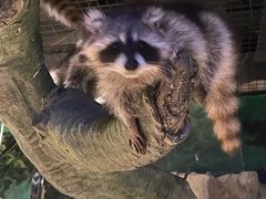 -绿色星球动物主题公园