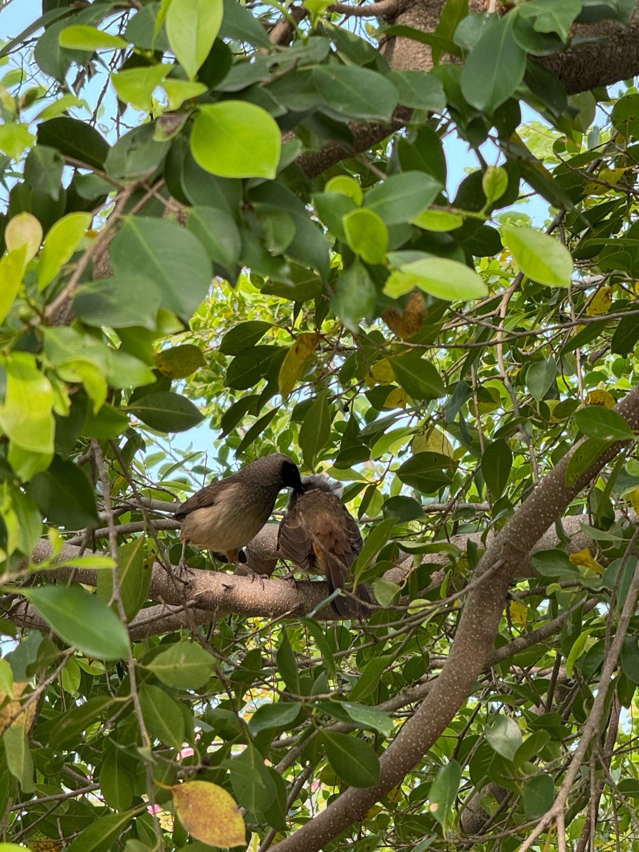 树上的鸟儿成双对