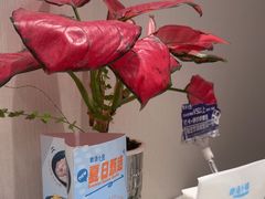 -鹿港小镇(黄金店)