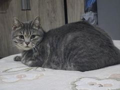 -pd派德宠物中心医院24H急重症·眼科中心·血液透析中心(嵩山北路店)