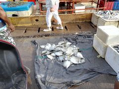 -尼甘布海鲜市场