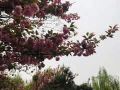 -西安青龙寺遗址景区