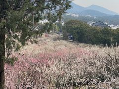 -香雪海