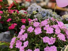 -曲阳花鸟市场(曲阳路店)