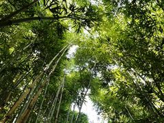 -昆明植物园