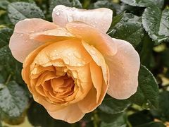 -人民公园(罗湖区)