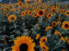 -海心沙亚运公园