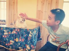 -猫色咖啡·猫咖