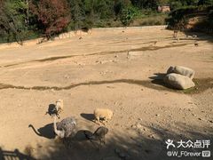 -泉州海丝野生动物世界