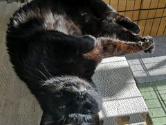 -宠福鑫康馨动物医院·骨科·眼科