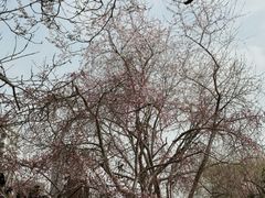 -桃花堤公园