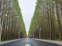 -日照海滨国家森林公园