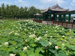 -莲花池公园