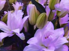 -花鸟鱼虫鲜花绿植市场(玉泉路店)