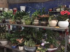 -桂林市花鸟市场