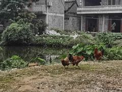 -扬美古镇景区