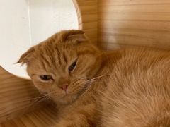 -藏猫猫咖啡主题馆(中央大道店)