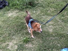-南京Hallo宠物乐园·哈罗犬舍·柴犬繁育基地