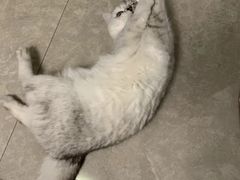 -宠福鑫康馨动物医院·骨科·眼科
