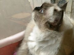 -猫咪博物馆(顶澳仔猫街店)