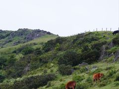 -大姆山草场