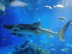 -成都浩海立方海洋公园